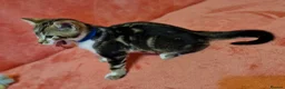 Bengal cats for sale: Bengal mix kittens for sale - Advert 23