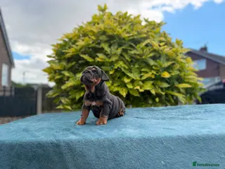 English Bulldog dogs Ready to leave ENGLISH BULLDOG PUPPIES - Advert 2