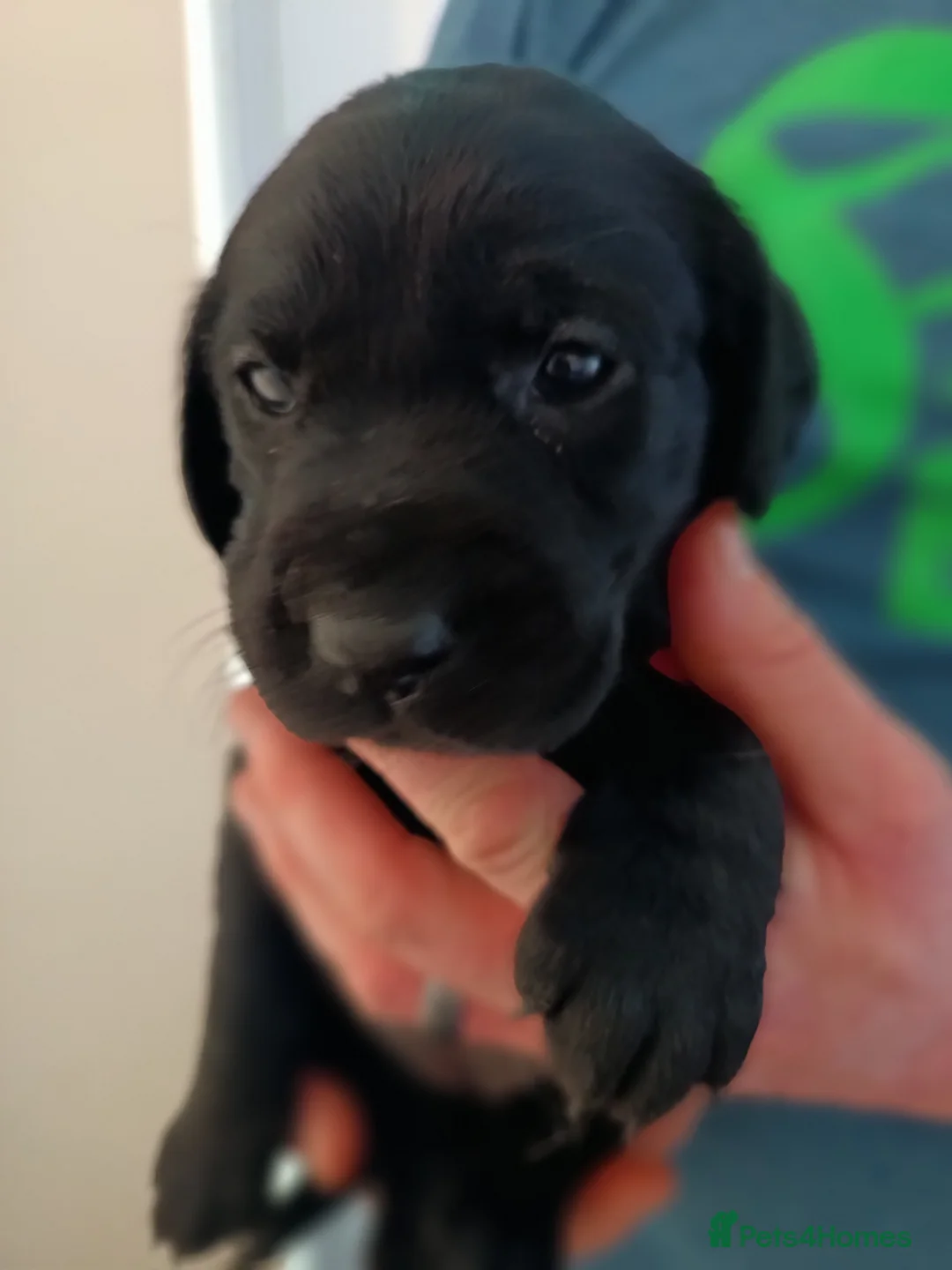 Labrador Retriever dogs for sale: KC reg yellow & black Labrador puppies socialised - Advert 31