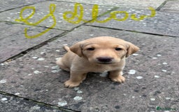 Labrador Retriever dogs for sale: 6 Pedigree Fox Red Labrador Puppies - Image 21