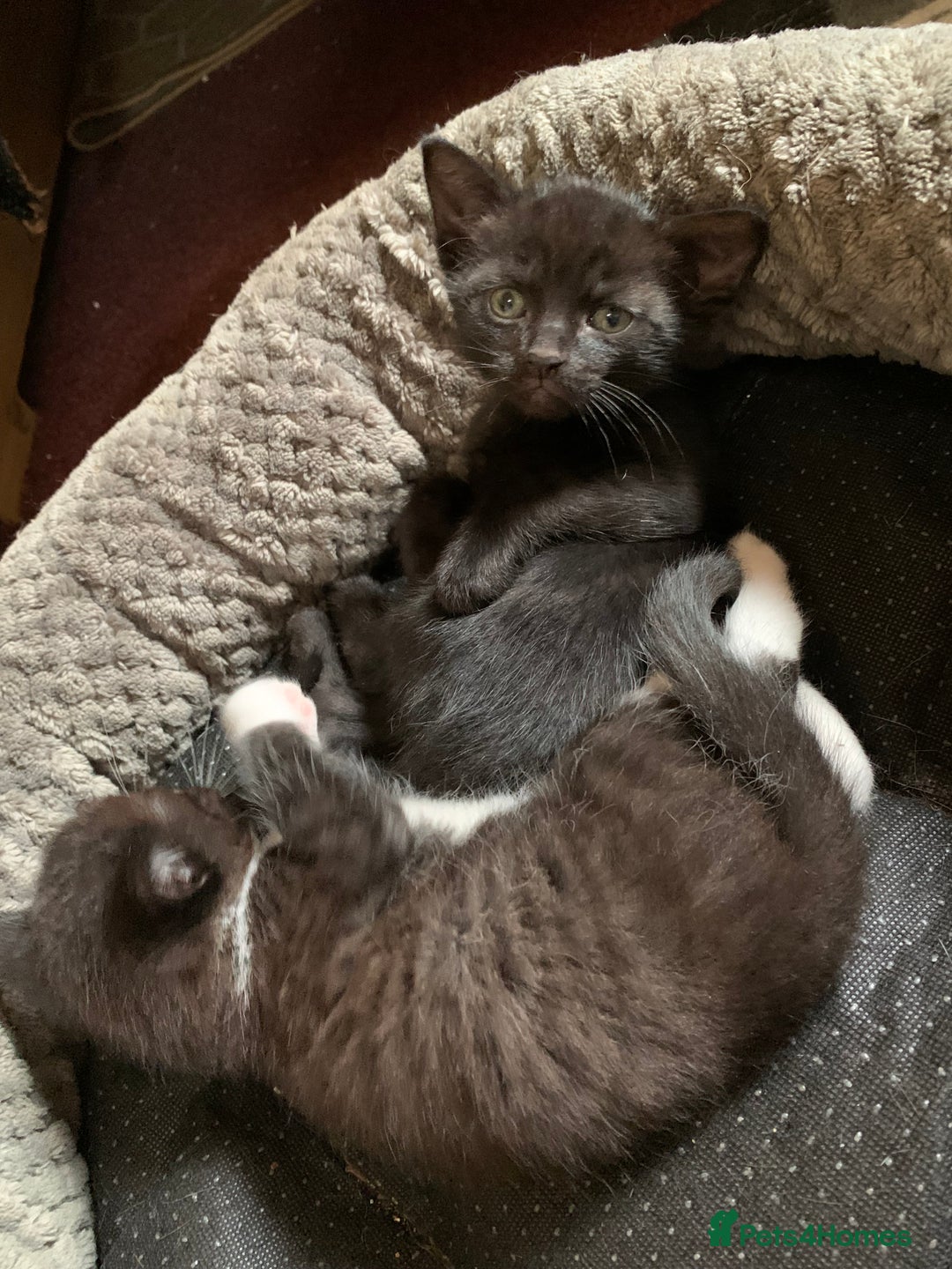 Domestic Shorthair cats for sale: Tabby kittens for sale - Image 22
