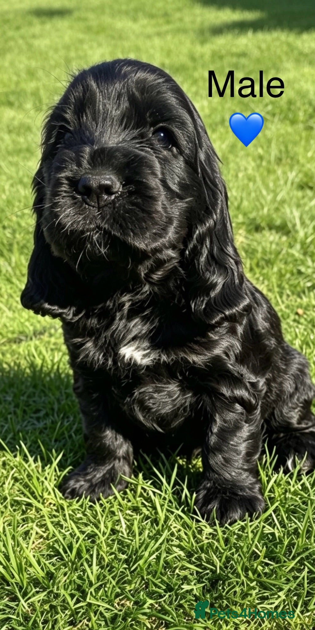 Cocker Spaniel dogs Pedigree Show Cockers - Advert 2