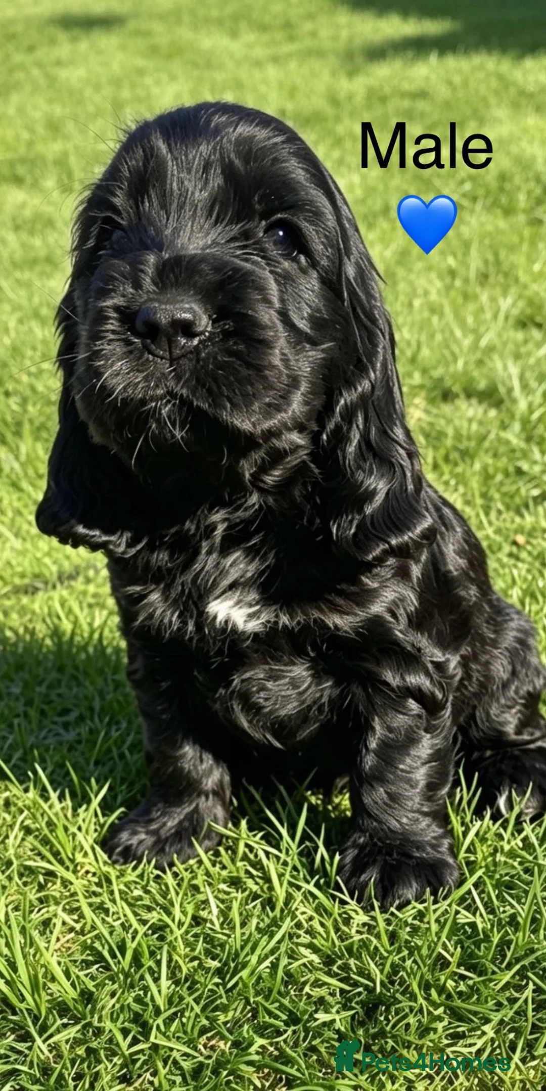 Cocker Spaniel dogs for sale: Pedigree Show Cockers - Advert 2