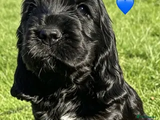 Cocker Spaniel dogs Pedigree Show Cockers - Advert 3