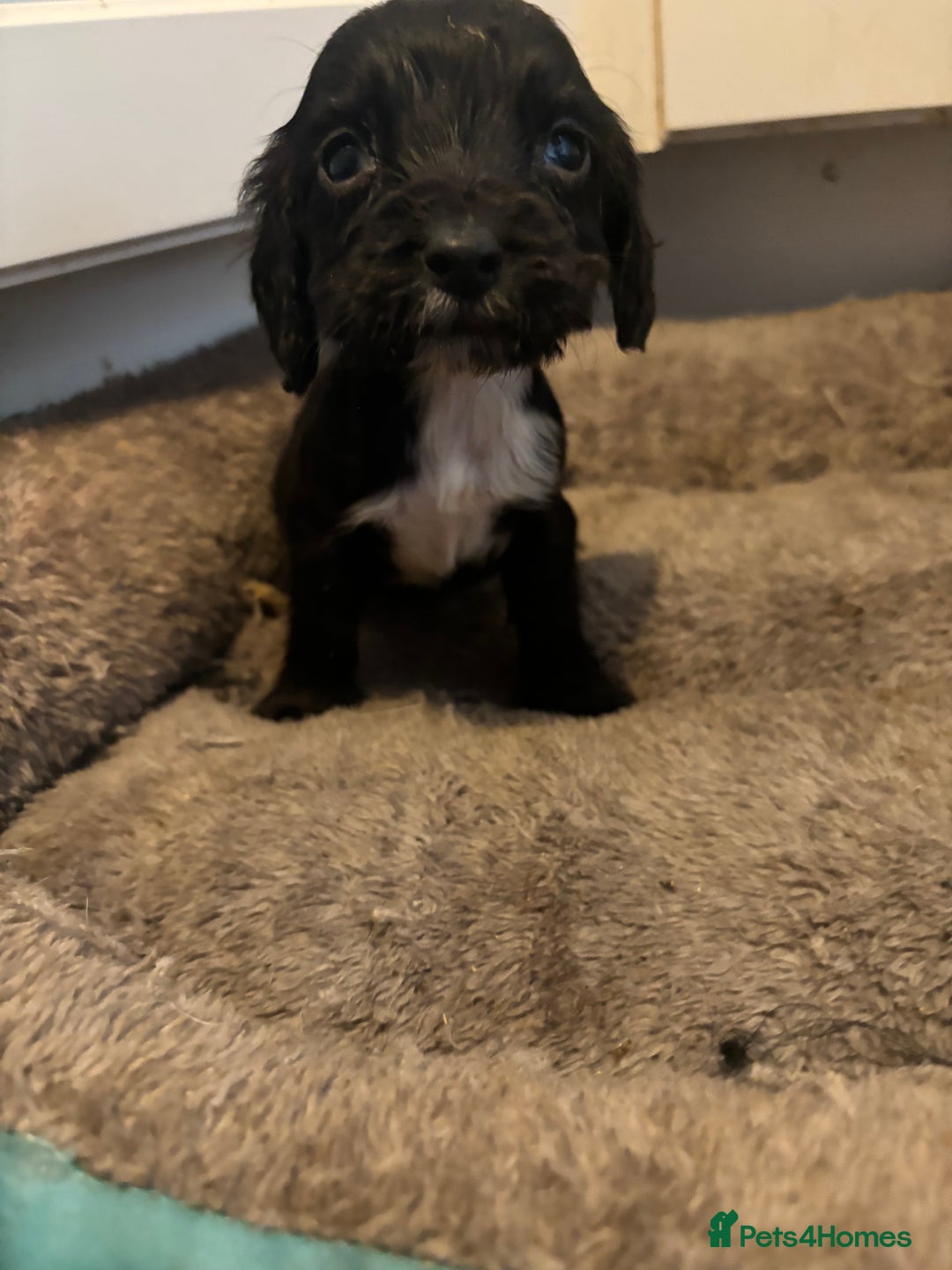 Cocker Spaniel dogs for sale: 5 lovely cocker spaniels  - Advert 12
