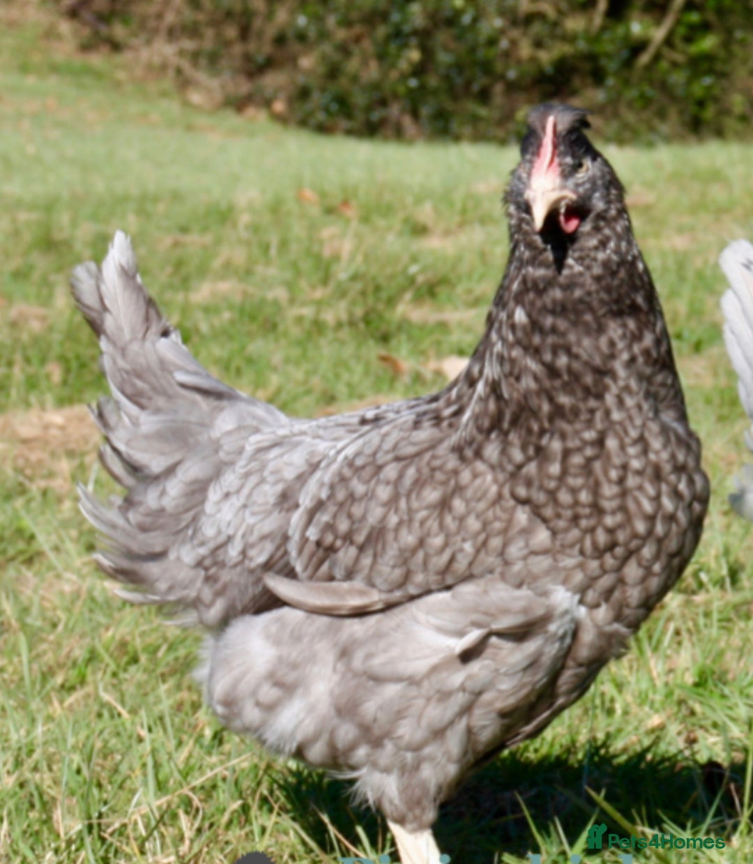 Chickens poultry for sale: Lovely Point of Lay Hybrid Hens - Image 3