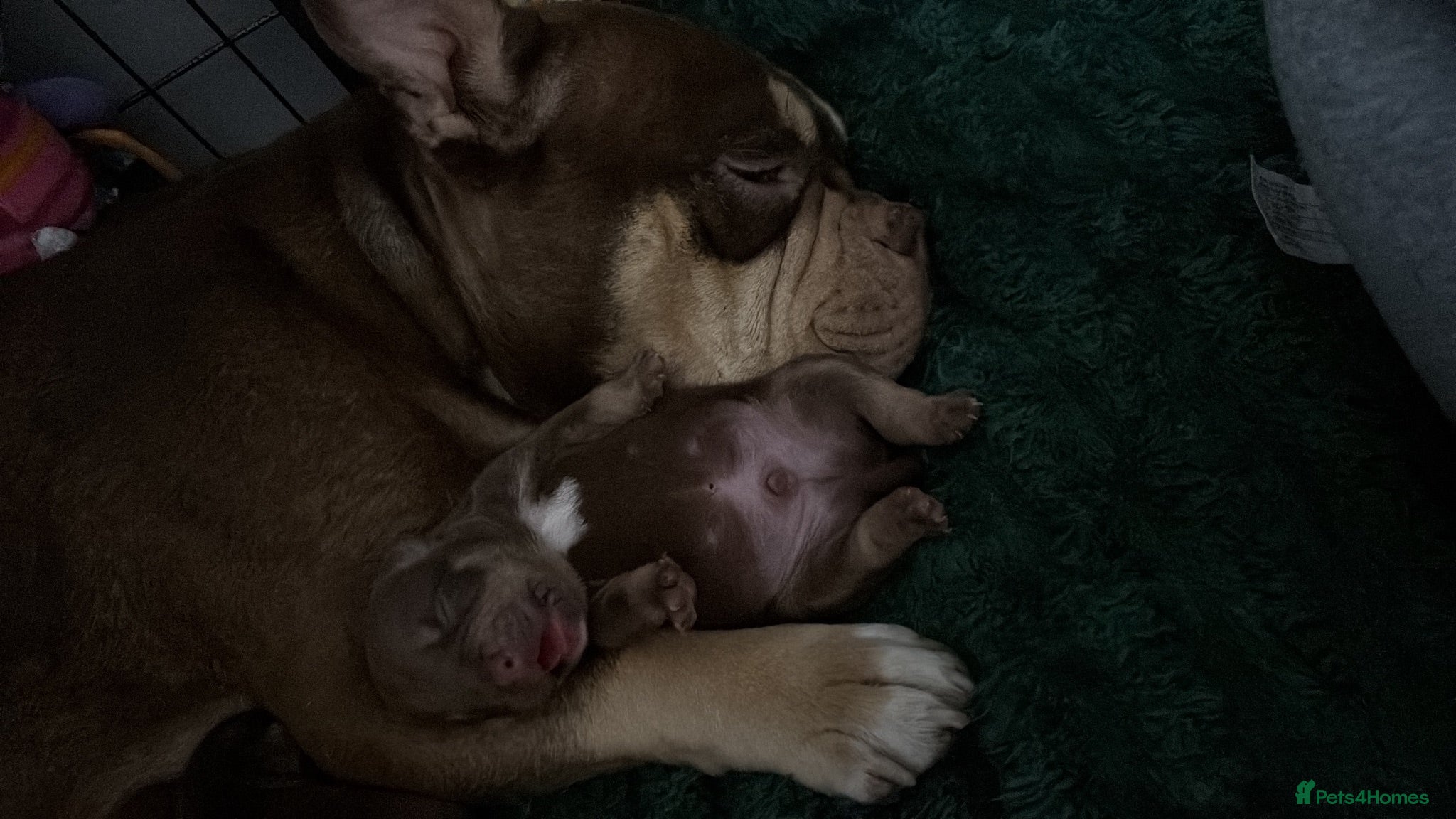 American Bully dogs  bully puppys - Advert 7