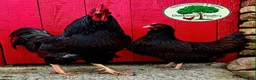 Chickens poultry for sale: GOLD LACED BARNEVELDER HATCHING EGGS  in Llanelli - Advert 3