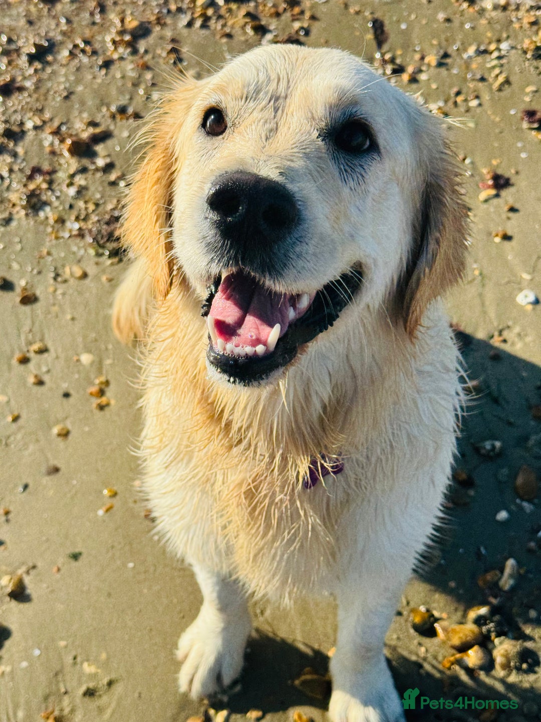 Golden Retriever dogs for sale: Golden retriever puppies  - Advert 3