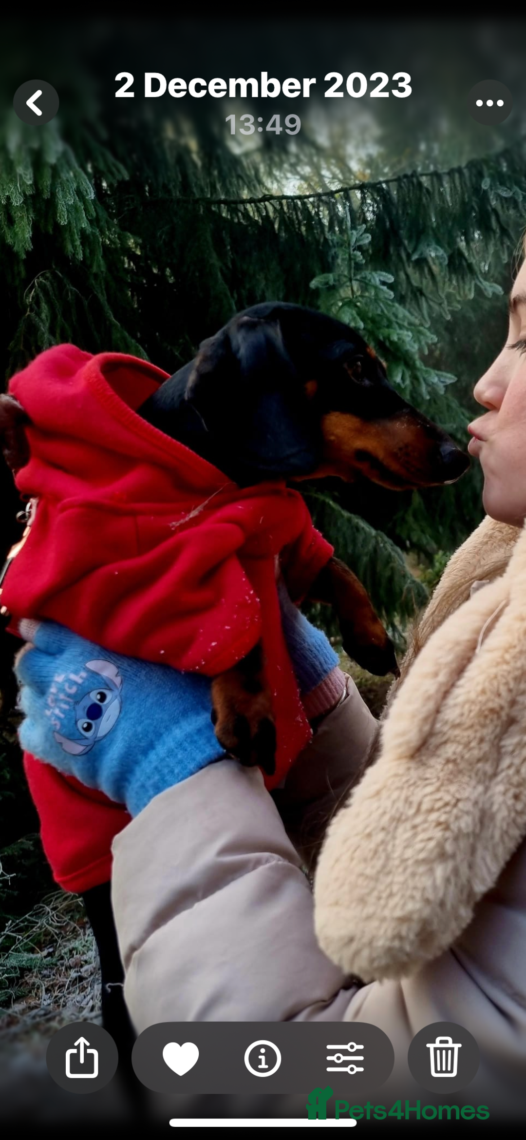 Miniature Dachshund dogs for sale: Ready Now Full Pedigree KC Reg Mini Dachshunds - Image 11