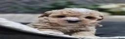 Maltipoo dogs for sale: Tiny Maltipoo F1B Puppies  in Motherwell - Advert 14