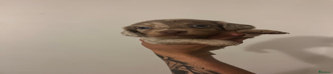 Miniature Dachshund Puppy 1