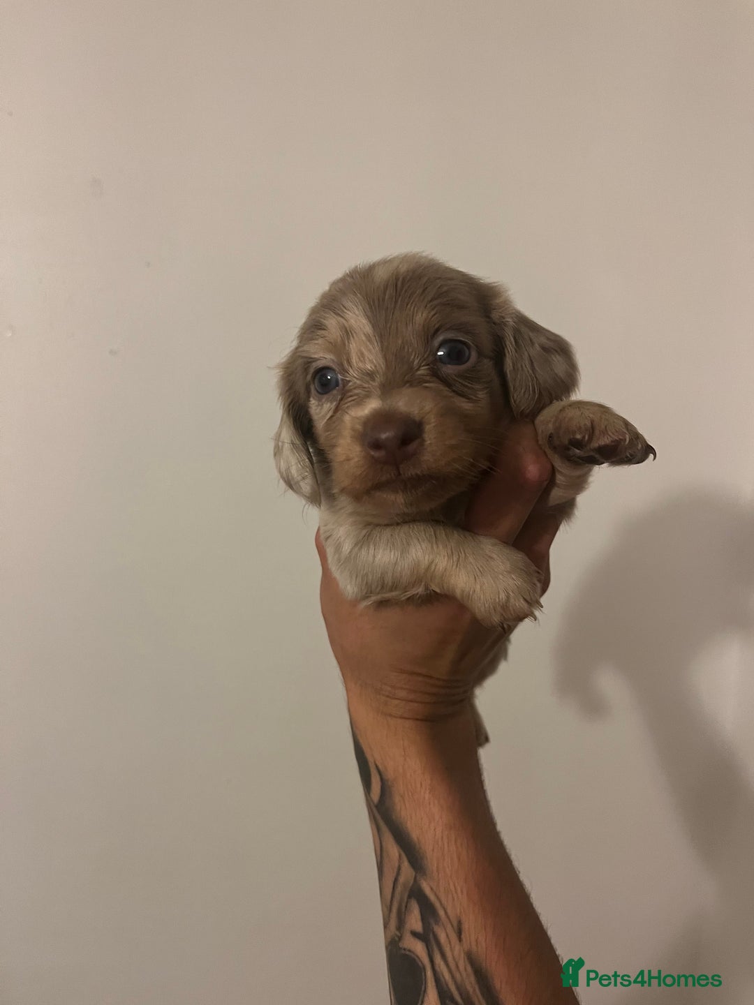 Miniature Dachshund dogs for sale: 2 miniature long hair dachshunds  - Advert 6