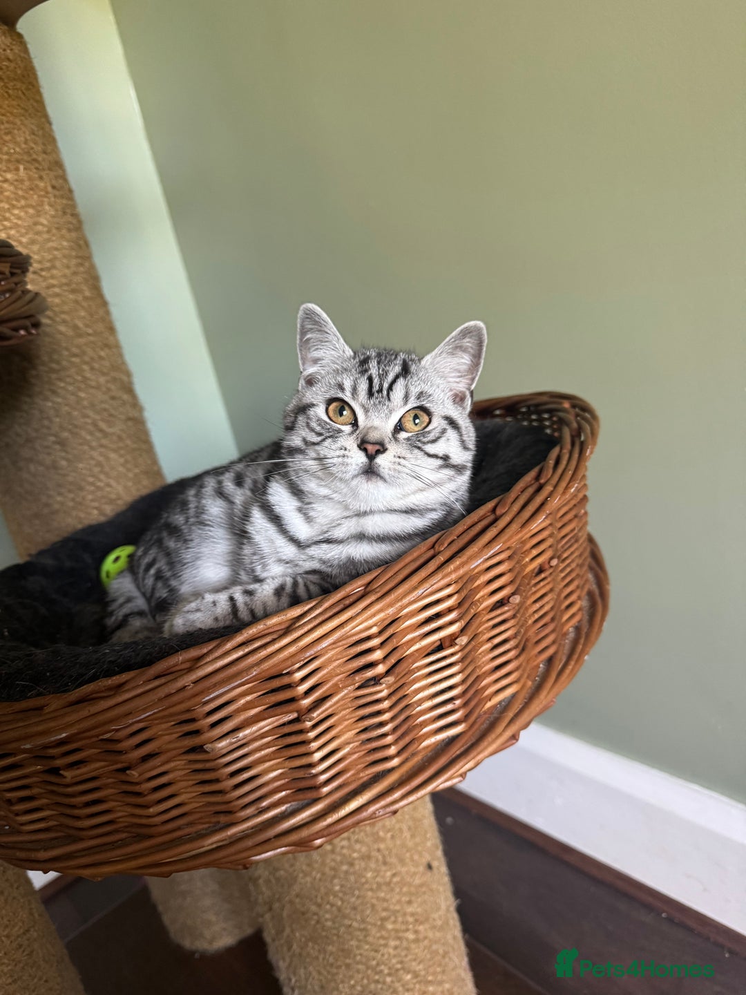 British Shorthair cats for sale: British shorthair silver spotted female  - Image 1