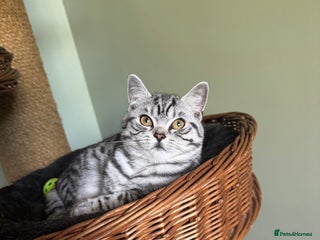British Shorthair cats - Advert 7