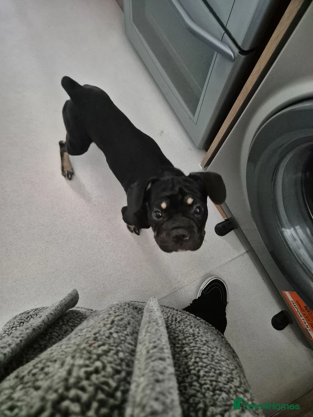 Mixed Breed dogs for sale: Rex (rope frenchie)  in Hertford - Advert 3