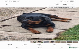 Rottweiler dogs for sale: Kc rottweiler puppies  - Image 25