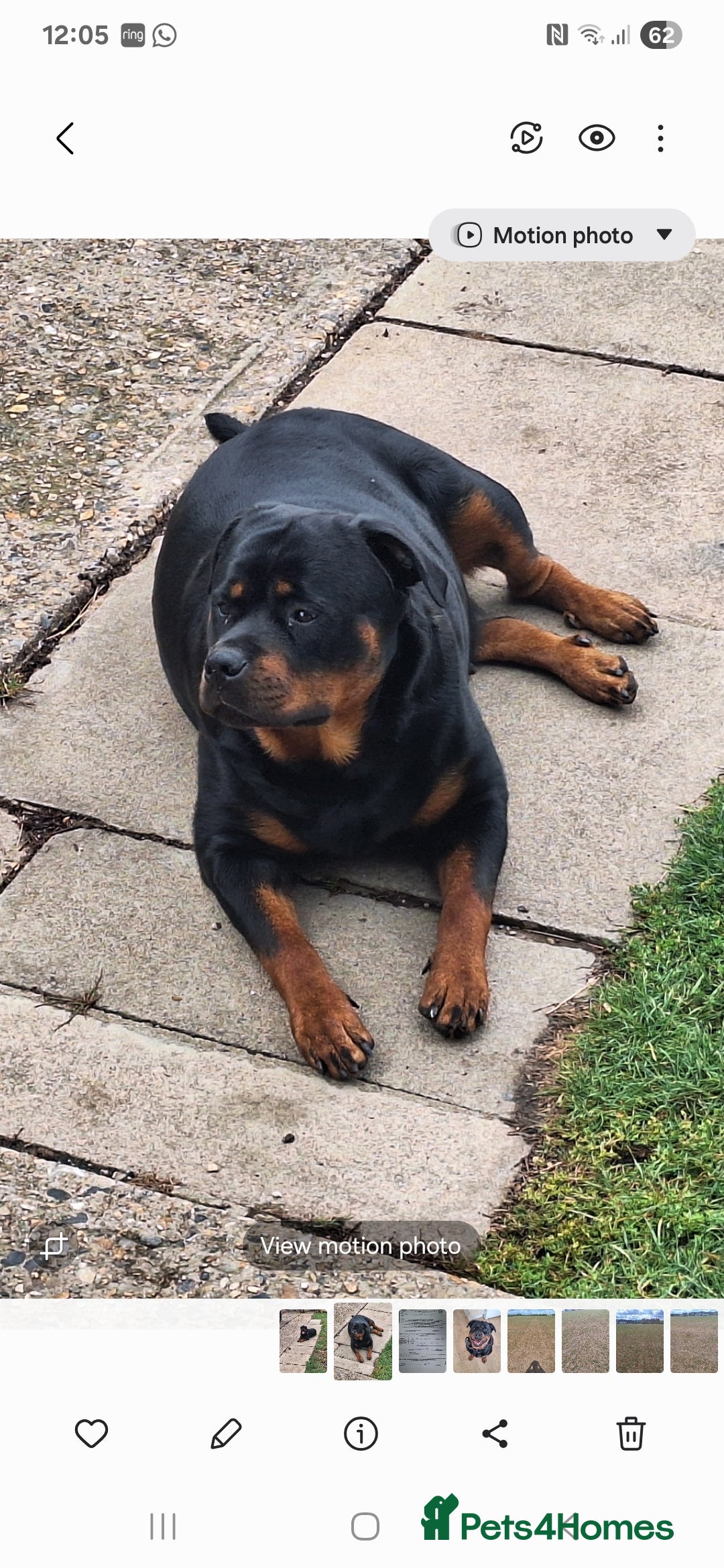 Rottweiler dogs for sale: Kc rottweiler puppies  - Image 25