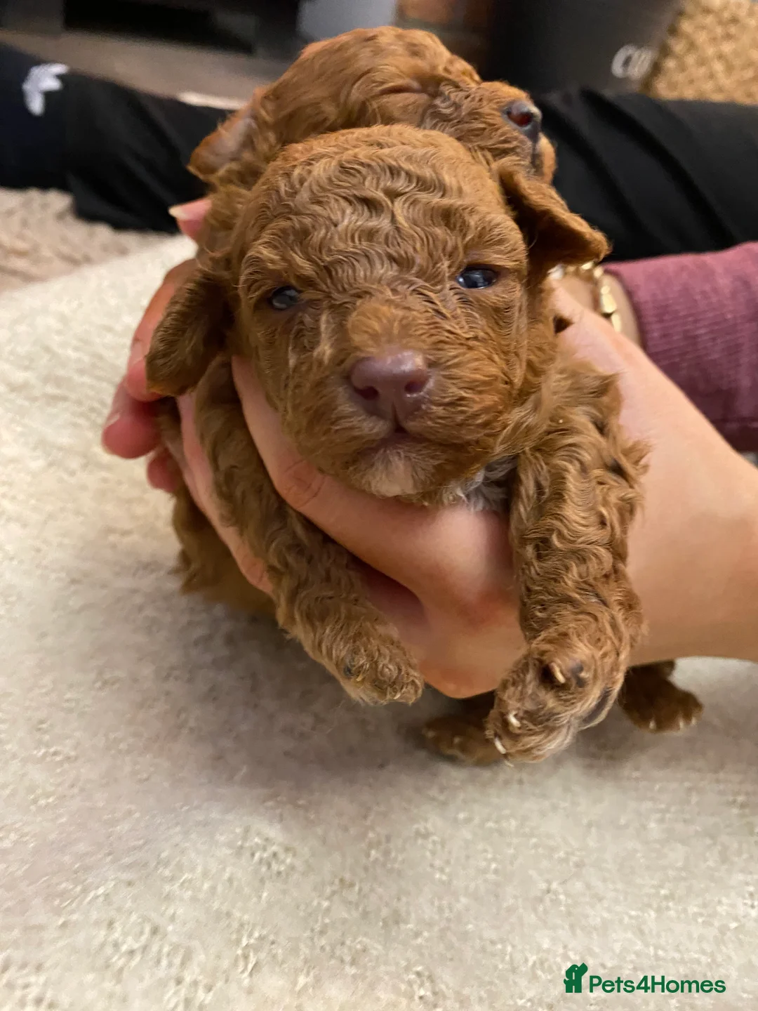 Toy Poodle dogs for sale: Toy poodle - Advert 5