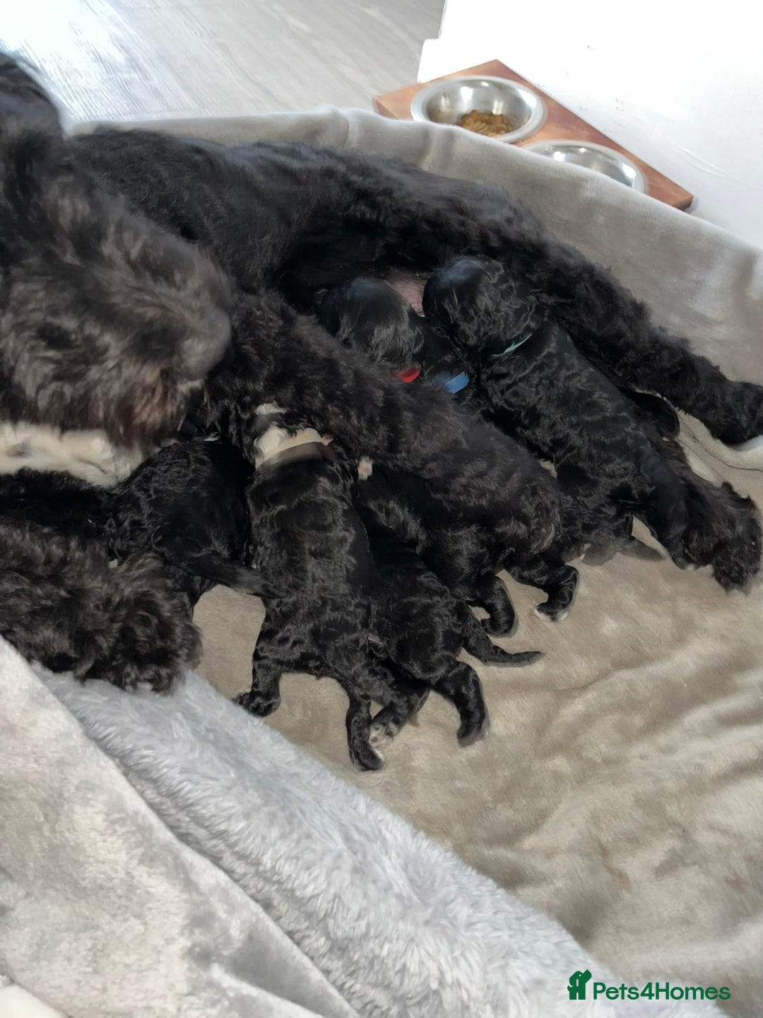 Cockapoo dogs for sale: F1 Cockapoo Puppies – 6 Newborn Pups - Advert 1