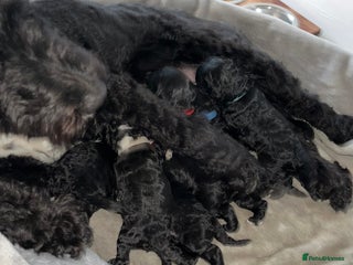 Cockapoo dogs F1 Cockapoo Puppies – 6 Newborn Pups - Advert 1