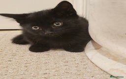 Mixed Breed cats for sale: 3 playful kittens  - Image 8