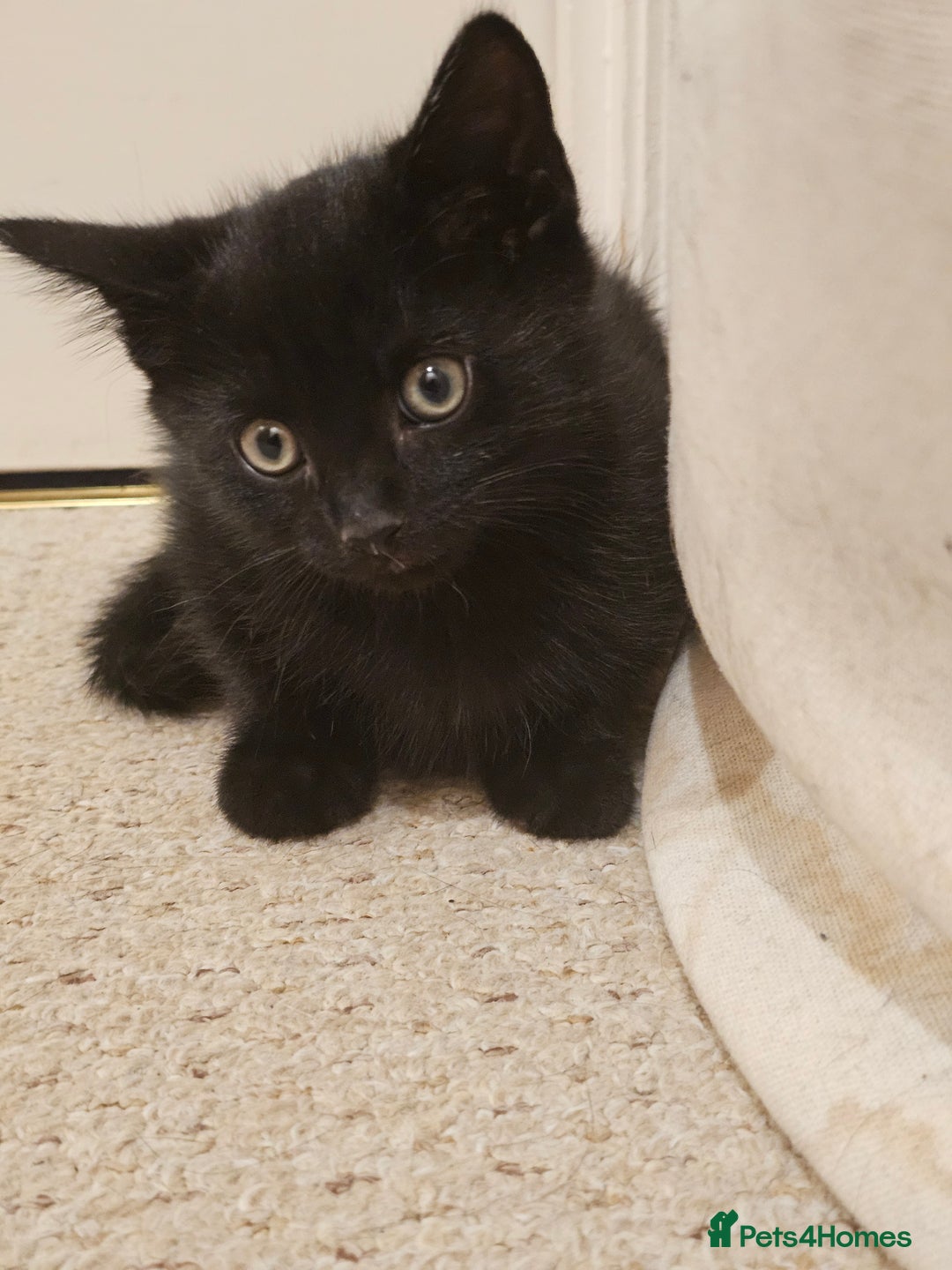 Mixed Breed cats for sale: 3 playful kittens  - Image 8