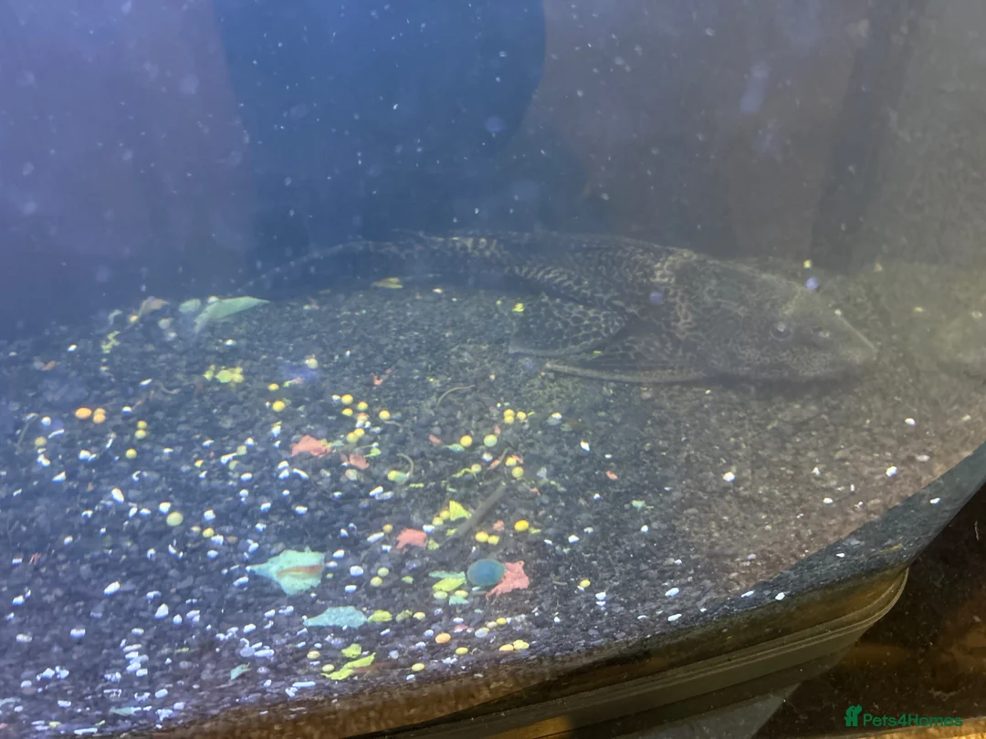 Plecos fish for sale: Large pleco (~15 cm) for sale. in Manchester - Advert 2