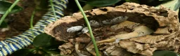 Isopods invertebrates for sale: Dairy Cow Isopods in Newtownabbey - Advert 5