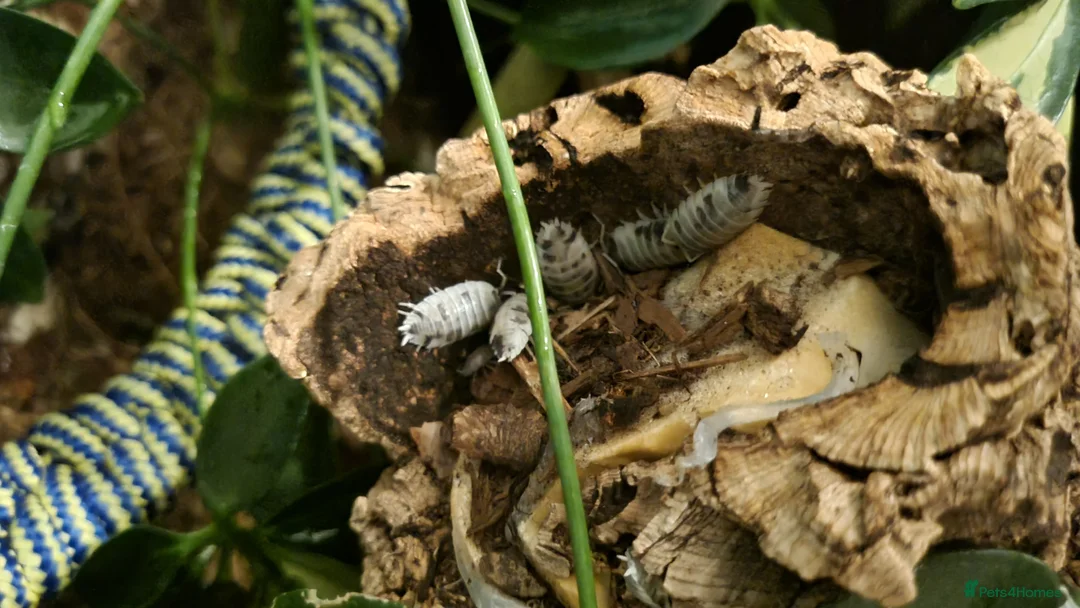 Isopods invertebrates for sale: Dairy Cow Isopods in Newtownabbey - Advert 5