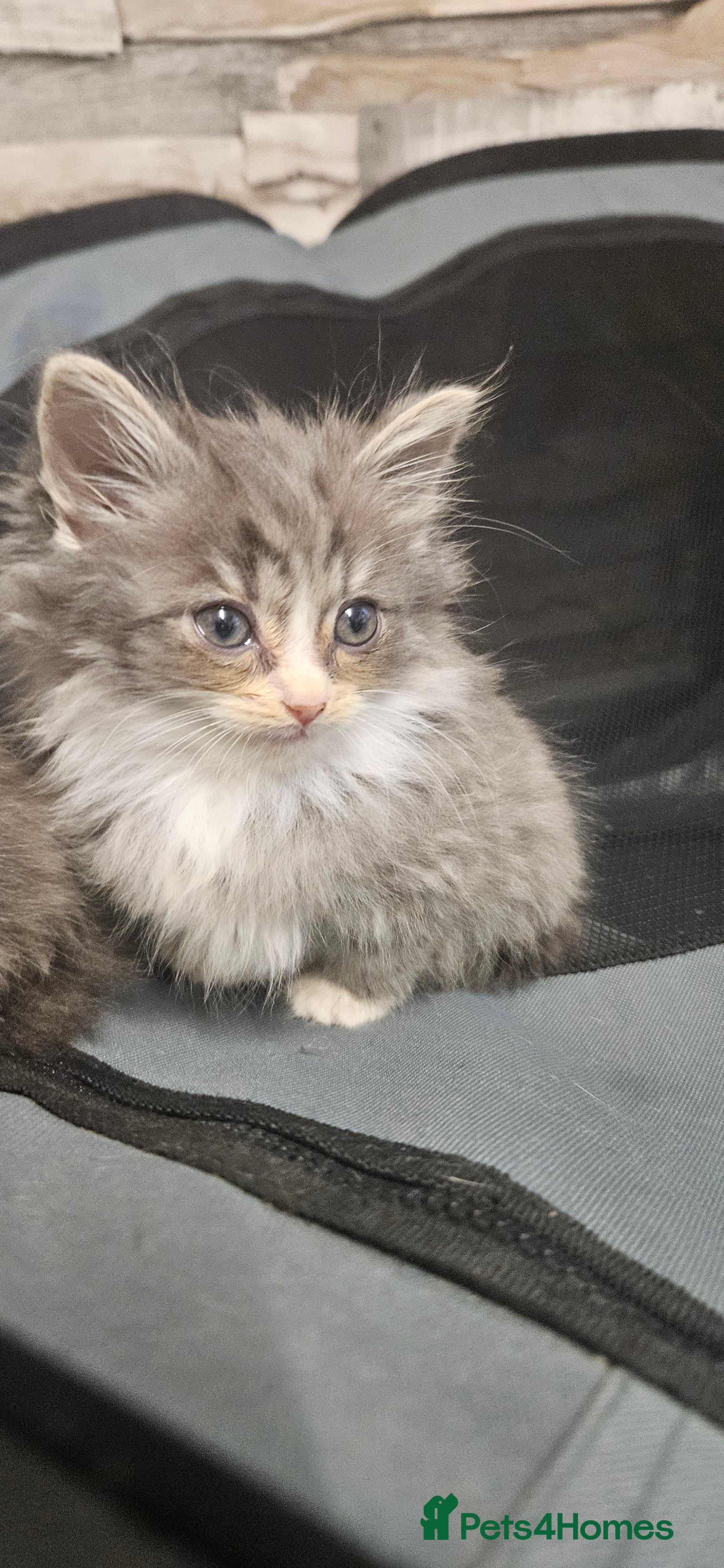 Mixed Breed cats Munchkin Kittens ready for their forever home - Advert 13