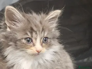 Mixed Breed cats Munchkin Kittens ready for their forever home - Advert 13