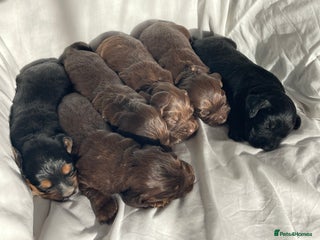Cocker Spaniel dogs Cocker Spaniel puppies - Advert 2