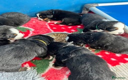 Bernese Mountain Dog dogs for sale: Kc Reg Bernese mountain dogs  - Image 19