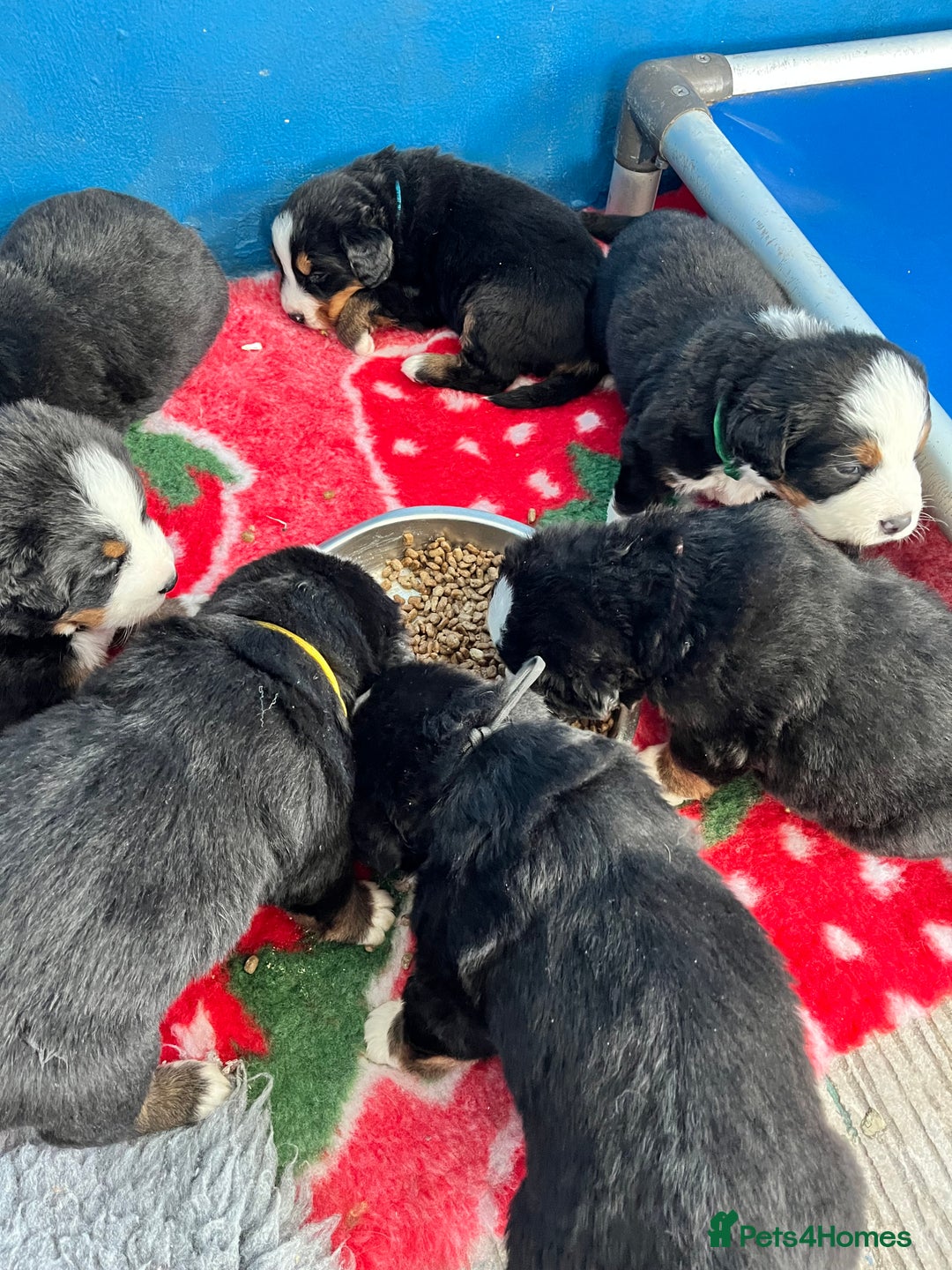 Bernese Mountain Dog dogs for sale: Kc Reg Bernese mountain dogs  - Image 19