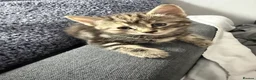 Mixed Breed cats for sale: Adorable Kittens Looking home  - Advert 3