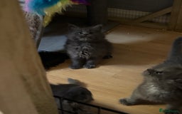 Maine Coon cats for sale: Gccf reg Maine coon kittens - Image 11