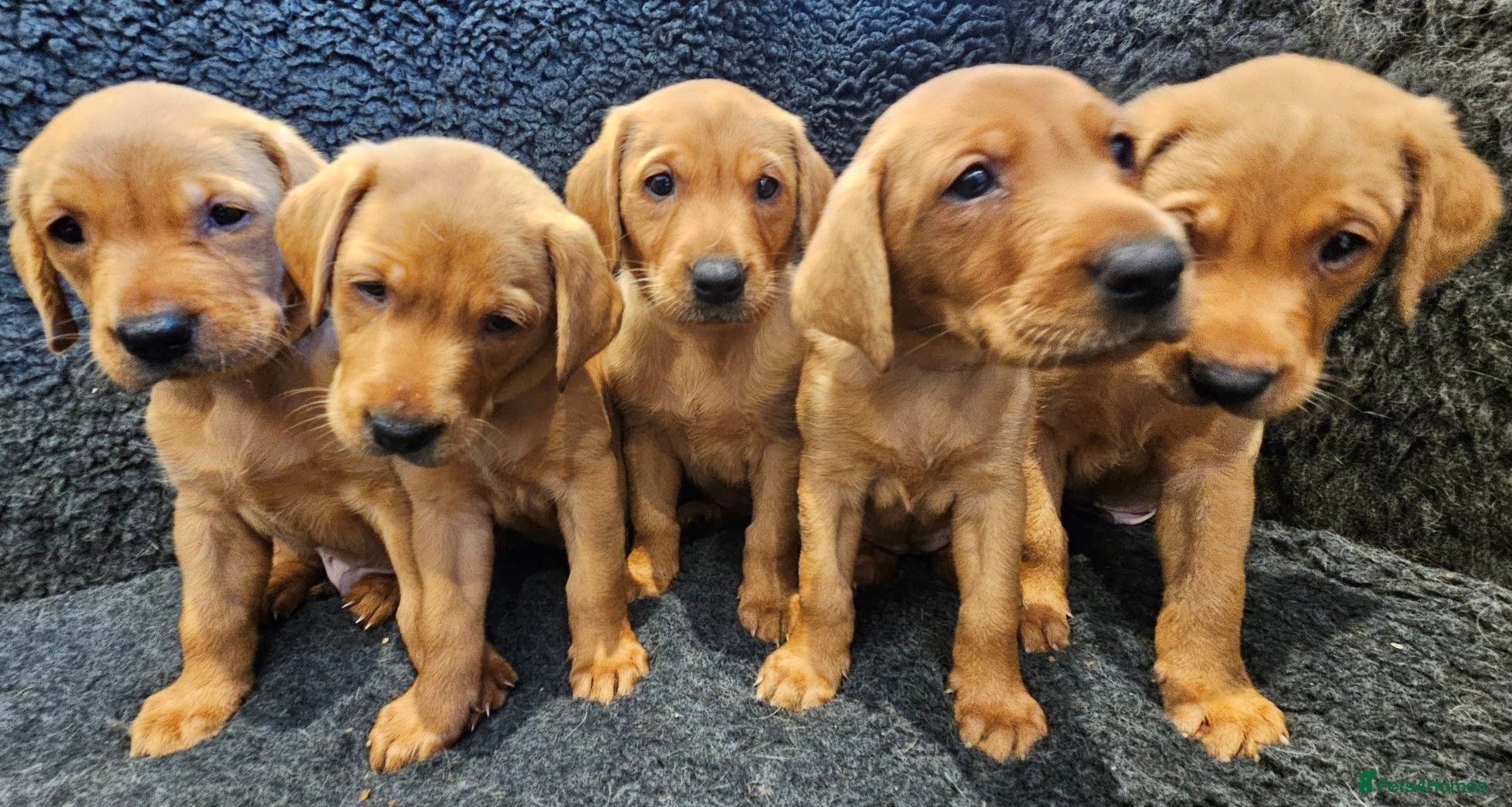 Labrador Retriever dogs Stunning Red Fox Labs : Health Checked-KC Reg-FTCH - Advert 18