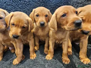 Labrador Retriever dogs Stunning Red Fox Labs : Health Checked-KC Reg-FTCH - Advert 18
