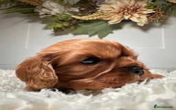 Cavalier King Charles Spaniel dogs for sale: Health Tested parents, Beautiful litter of CKCS - Image 8