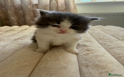 Ragdoll cats for sale: 🎄 Rare Ragdoll Kittens – Ready for Christmas! 🎄 - Advert 15