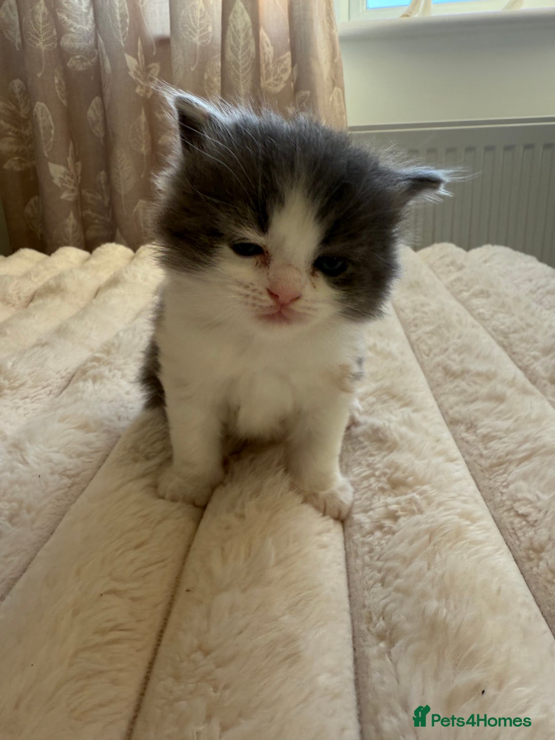 Ragdoll cats for sale: 🎄 Rare Ragdoll Kittens – Ready for Christmas! 🎄 - Advert 15