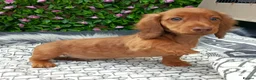 Dachshund dogs for sale: FULLY VAX  MINI DAXIS PRA KC REG  - Advert 9