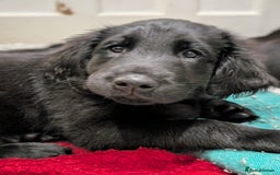Flat coated Retriever dogs for sale: READY NOW Flat Coated Retriever Puppies - Image 18
