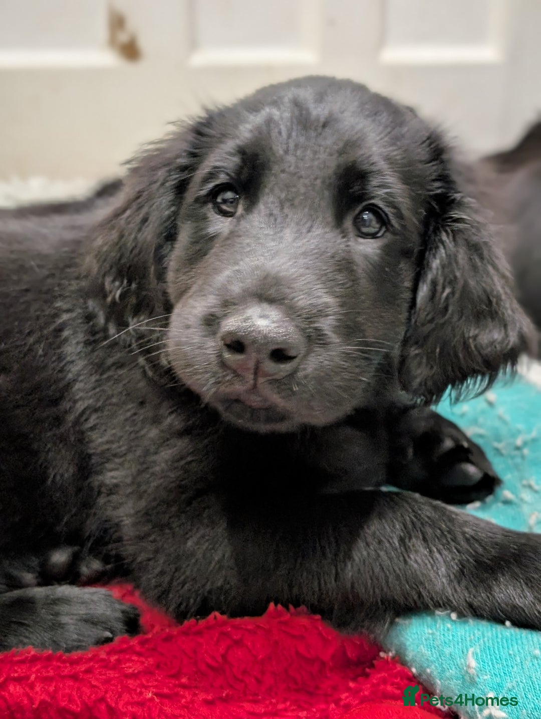 Flat coated Retriever dogs for sale: READY NOW Flat Coated Retriever Puppies - Image 18