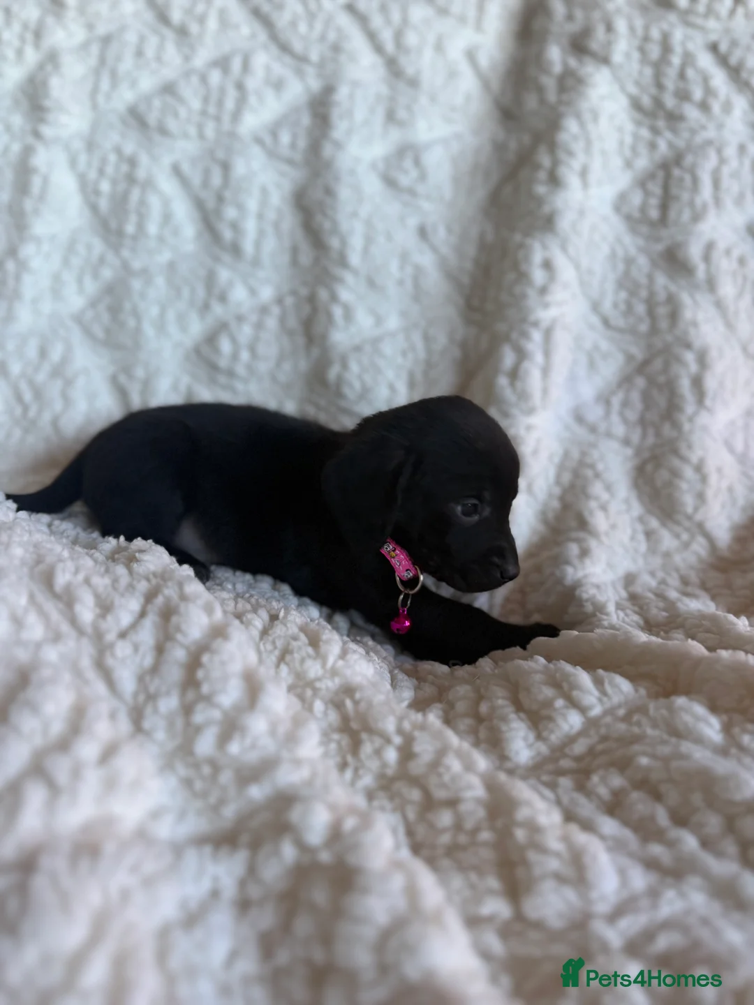 Mixed Breed dogs for sale: 9 playful beagledoor  - Advert 17