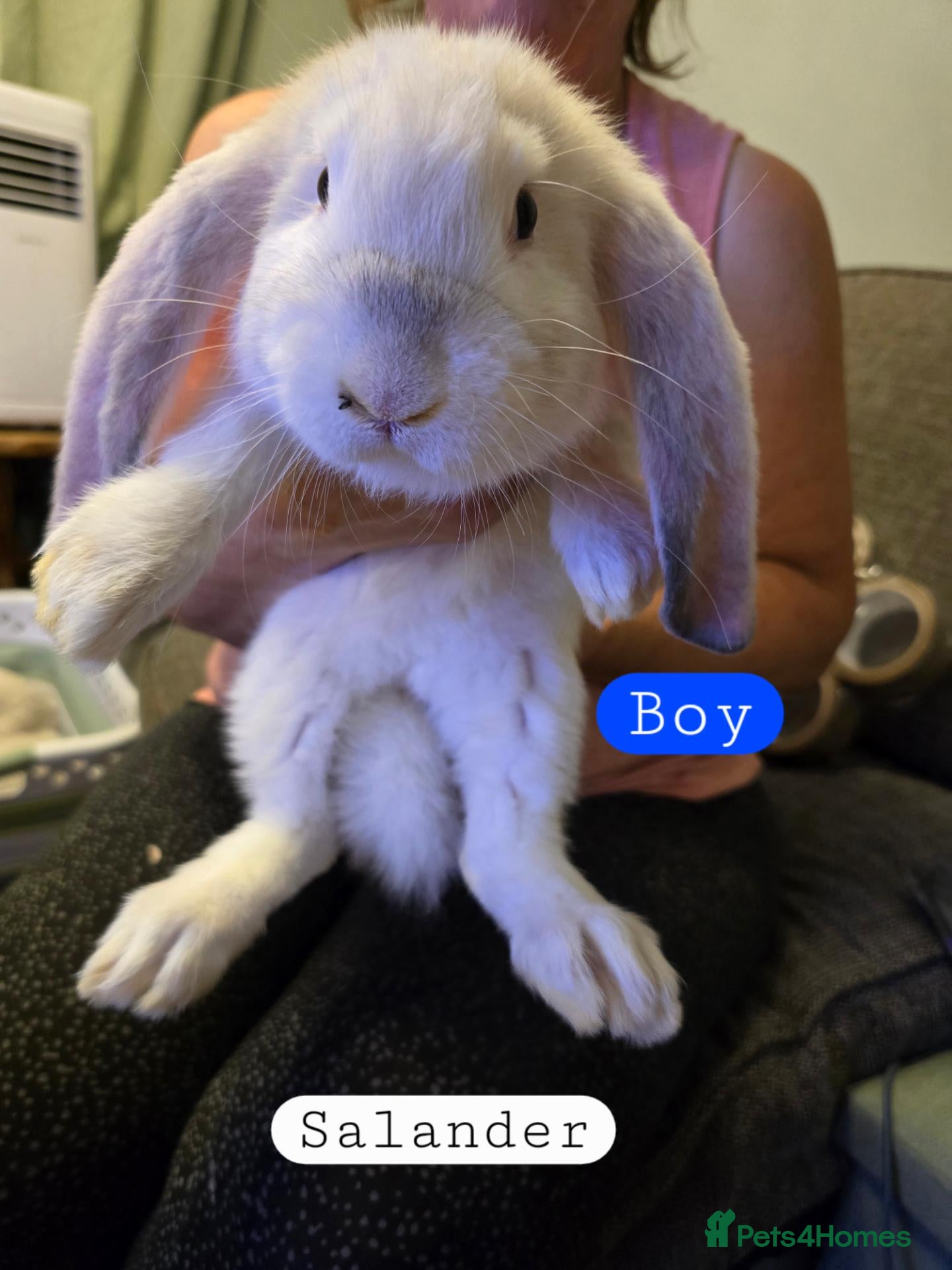French Lop rabbits Pure Bred French Lop babies ready to Leave - Advert 2
