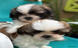 Shih Tzu dogs for sale: Beautiful  Shih tzu  - Image 3