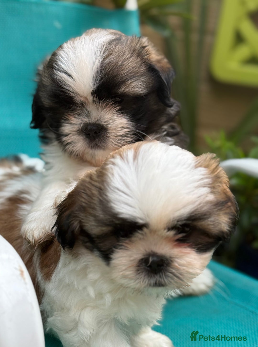 Shih Tzu dogs for sale: Beautiful  Shih tzu  - Image 3