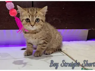 Scottish Fold cats Scotish fold kittens - Advert 10